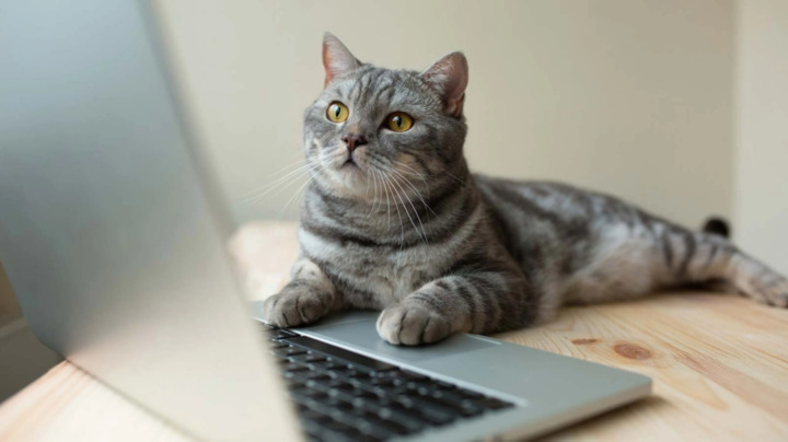 A grey cat with stunningly beautiful yellow eyes sits in front of a PC